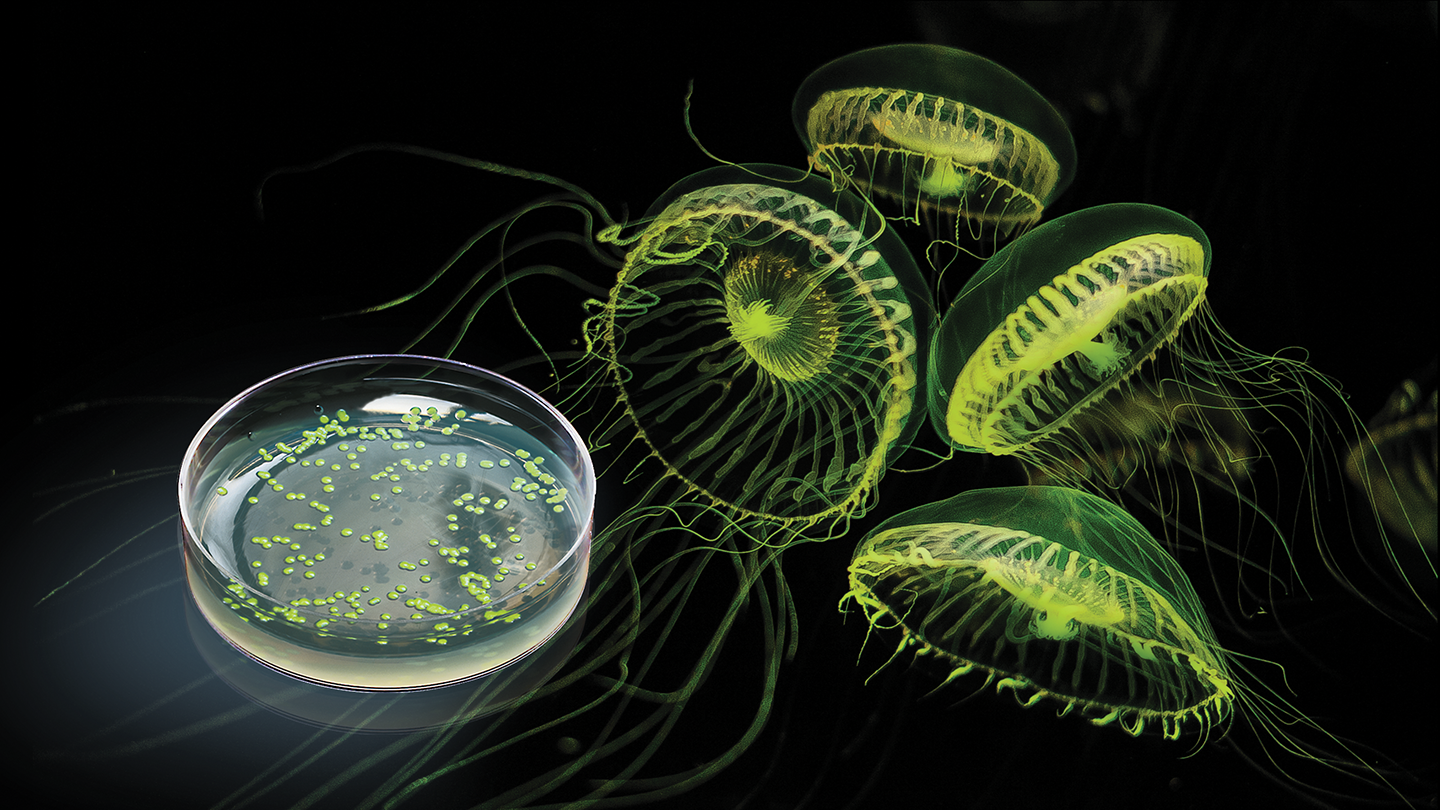 pGLO-Bacterial-Transformation-Kit-for-General-Biology
