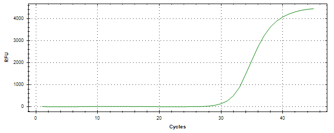 Amplification of cDNA generated from universal RNA.