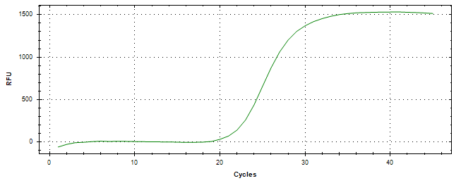 Amplification of cDNA generated from universal RNA.