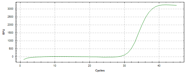 Amplification of cDNA generated from universal RNA.