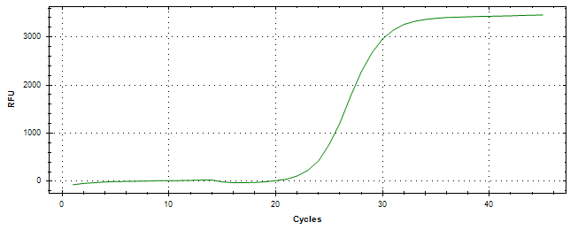 Amplification of cDNA generated from universal RNA.