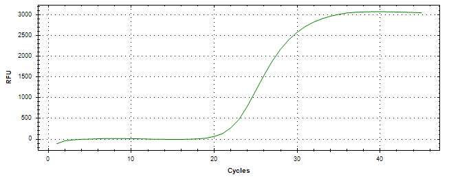 Amplification of cDNA generated from universal RNA.