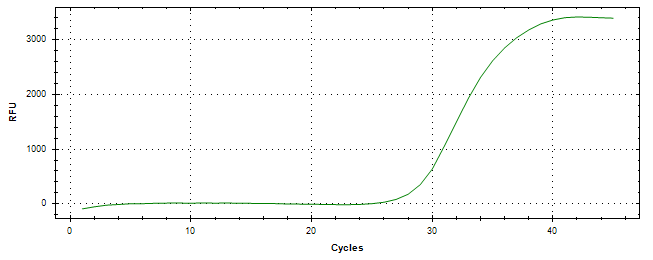 Amplification of cDNA generated from universal RNA.