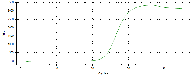 Amplification of cDNA generated from universal RNA.