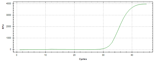 Amplification of cDNA generated from universal RNA.