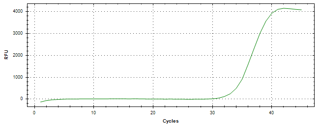 Amplification of cDNA generated from universal RNA.