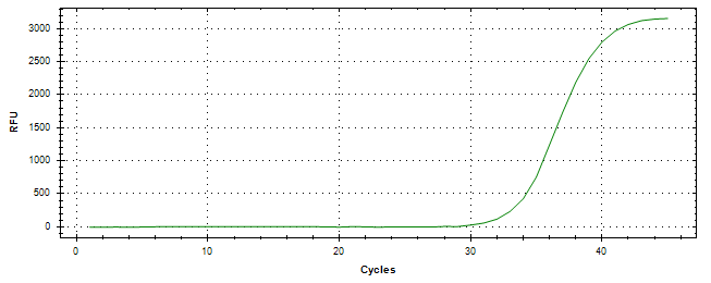 Amplification of cDNA generated from universal RNA.