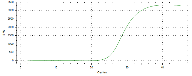 Amplification of cDNA generated from universal RNA.