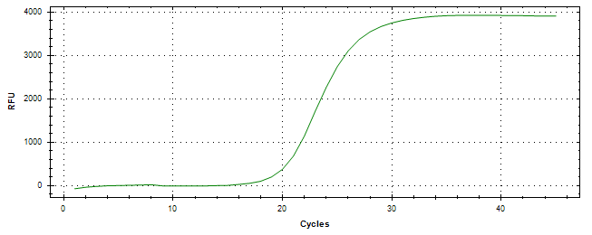 Amplification of cDNA generated from universal RNA.