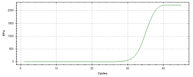 Amplification of cDNA generated from universal RNA.