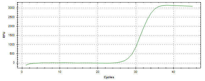 Amplification of cDNA generated from universal RNA.