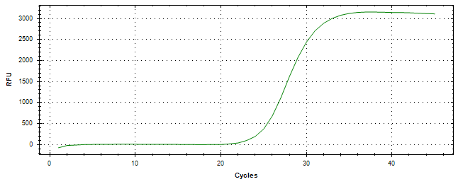 Amplification of cDNA generated from universal RNA.