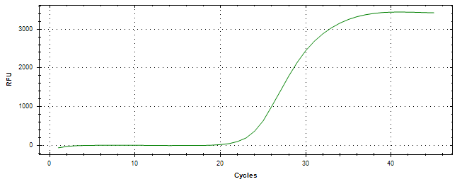 Amplification of cDNA generated from universal RNA.