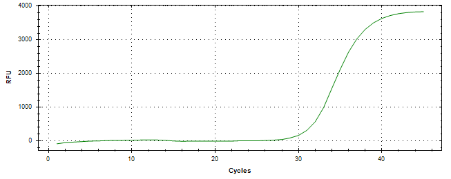 Amplification of cDNA generated from universal RNA.