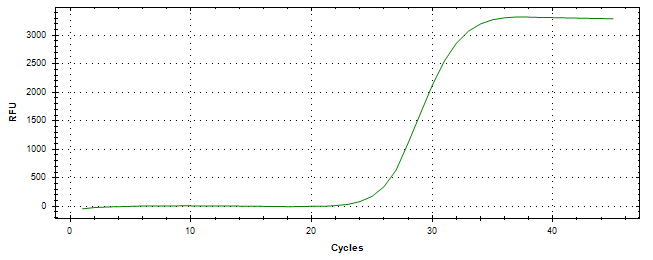 Amplification of cDNA generated from universal RNA.