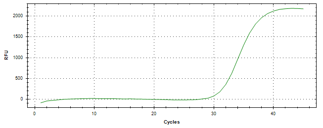 Amplification of cDNA generated from universal RNA.