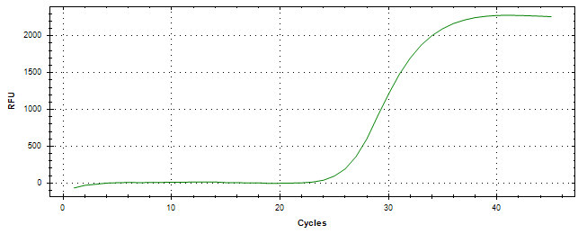 Amplification of cDNA generated from universal RNA.