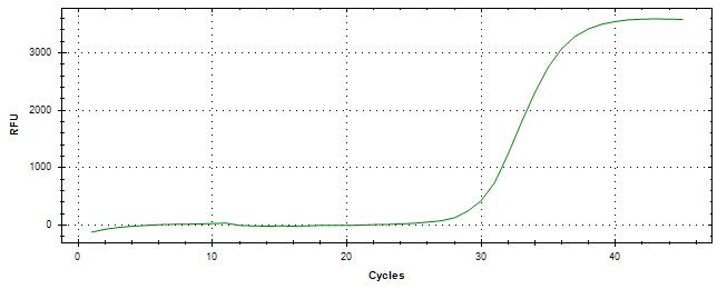 Amplification of cDNA generated from universal RNA.