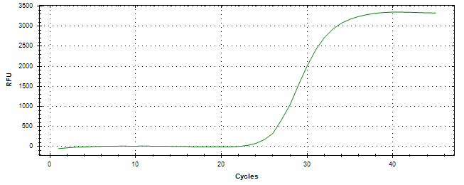 Amplification of cDNA generated from universal RNA.