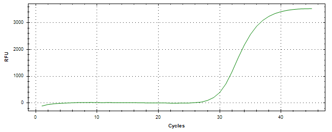 Amplification of cDNA generated from universal RNA.