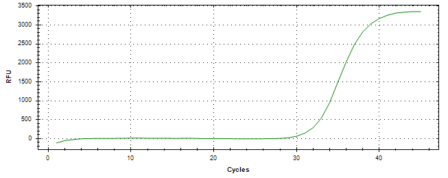 Amplification of cDNA generated from universal RNA.