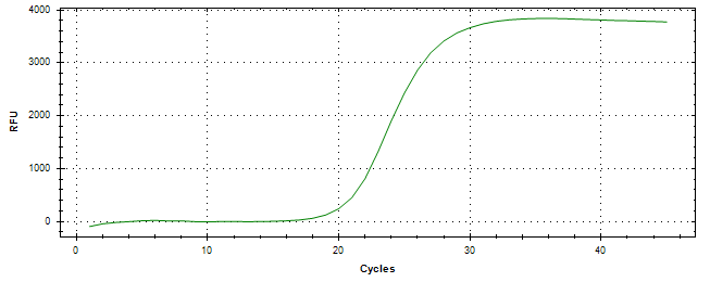 Amplification of cDNA generated from universal RNA.