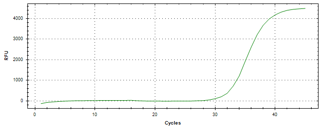 Amplification of cDNA generated from universal RNA.