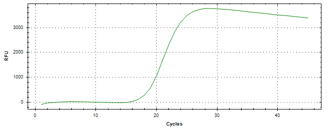 Amplification of cDNA generated from universal RNA.