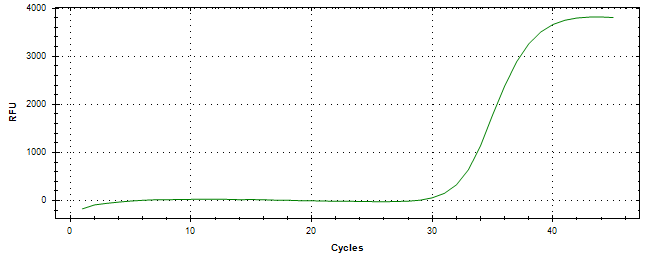 Amplification of cDNA generated from universal RNA.