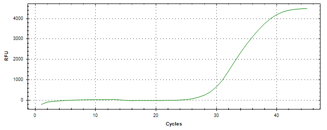 Amplification of cDNA generated from universal RNA.