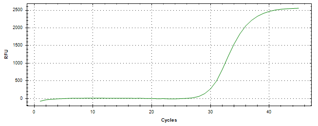 Amplification of cDNA generated from universal RNA.