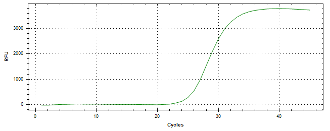 Amplification of cDNA generated from universal RNA.