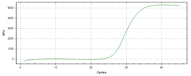 Amplification of cDNA generated from universal RNA.