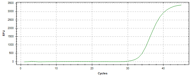 Amplification of cDNA generated from universal RNA.