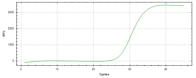 Amplification of cDNA generated from universal RNA.