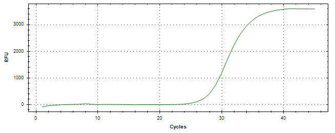 Amplification of cDNA generated from universal RNA.