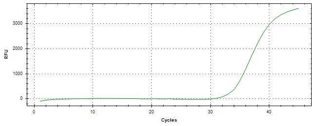 Amplification of cDNA generated from universal RNA.