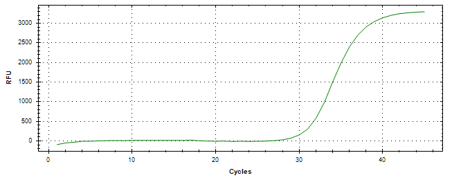 Amplification of cDNA generated from universal RNA.