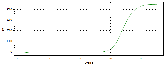 Amplification of cDNA generated from universal RNA.