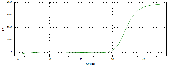 Amplification of cDNA generated from universal RNA.