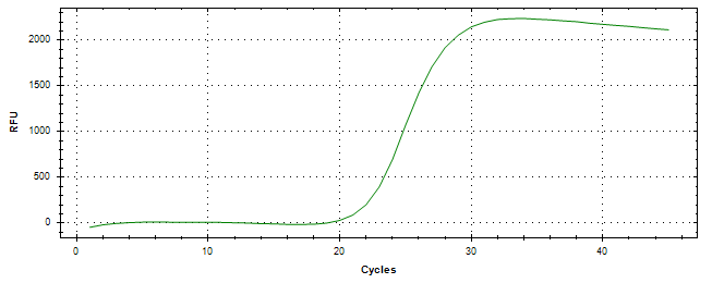 Amplification of cDNA generated from universal RNA.