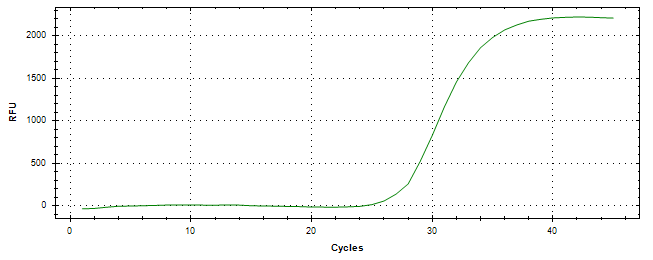 Amplification of cDNA generated from universal RNA.