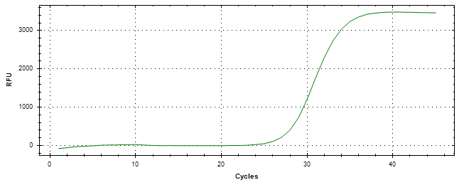 Amplification of cDNA generated from universal RNA.