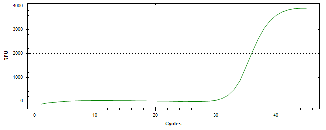 Amplification of cDNA generated from universal RNA.