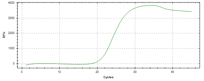 Amplification of cDNA generated from universal RNA.