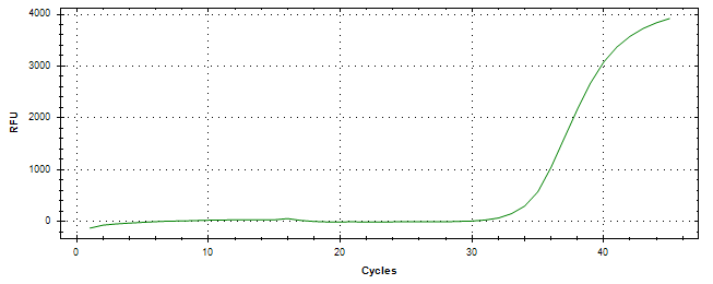 Amplification of cDNA generated from universal RNA.