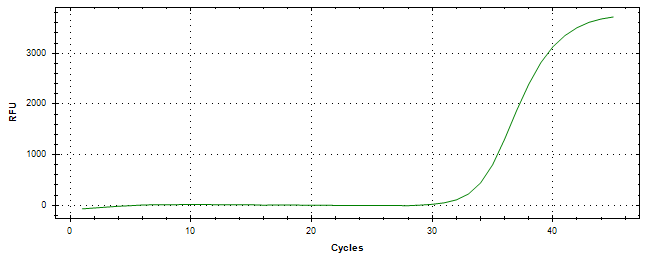 Amplification of cDNA generated from universal RNA.