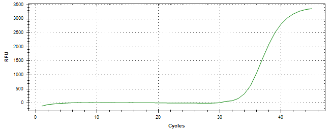 Amplification of cDNA generated from universal RNA.