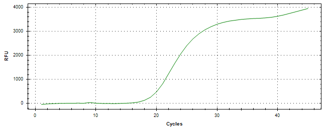 Amplification of cDNA generated from universal RNA.