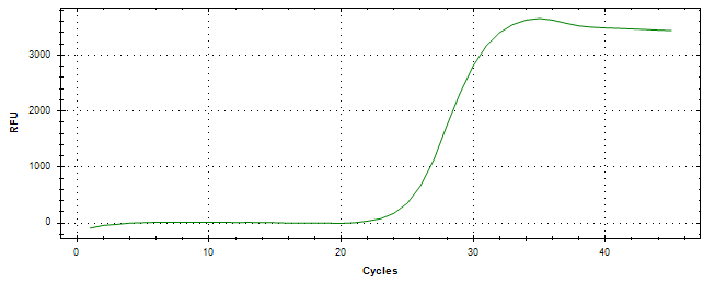 Amplification of cDNA generated from universal RNA.